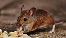 24 Hour & Emergency Exterminators in Casper, WY